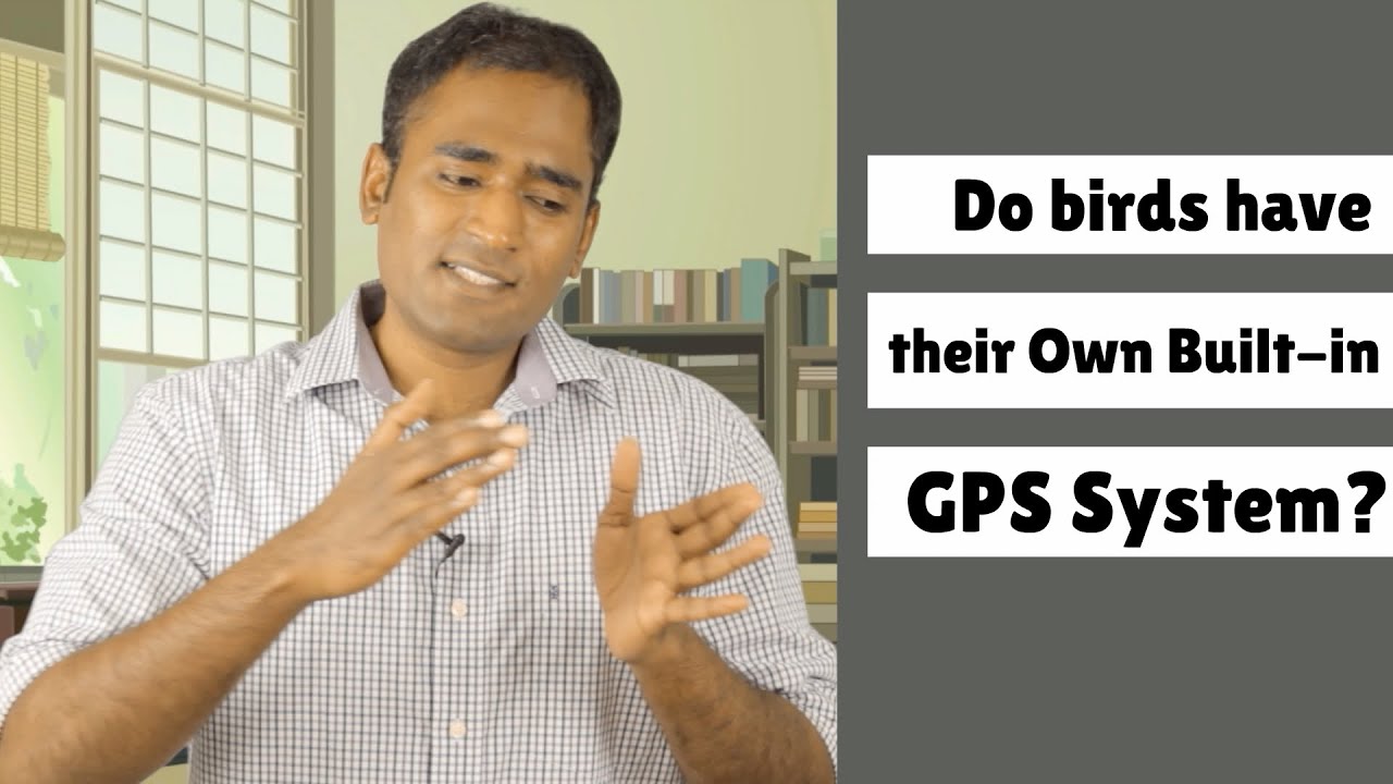 How Birds Have Their Own Built In GPS System ?