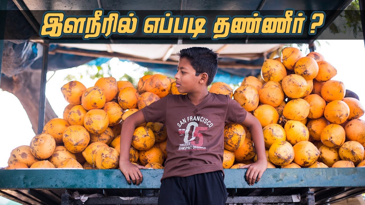 How Do Coconuts Get So Much Water from Ground ?