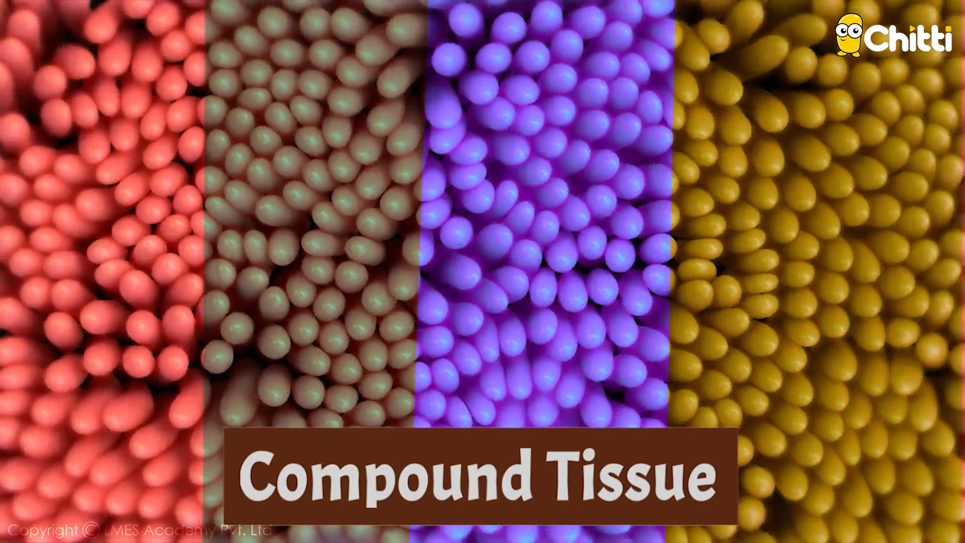 Introduction to Animal Tissues