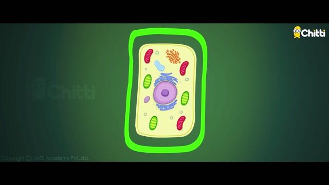 Plant Cell