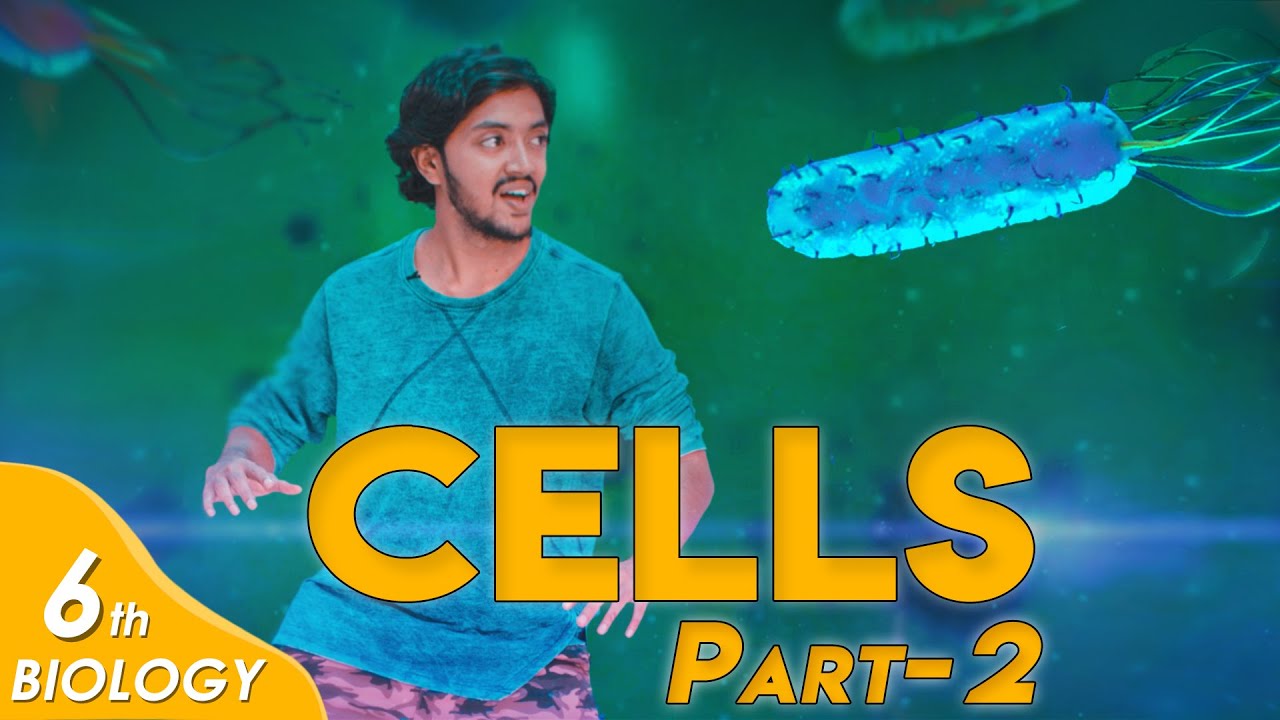 Prokaryotic and Eukaryotic Cell