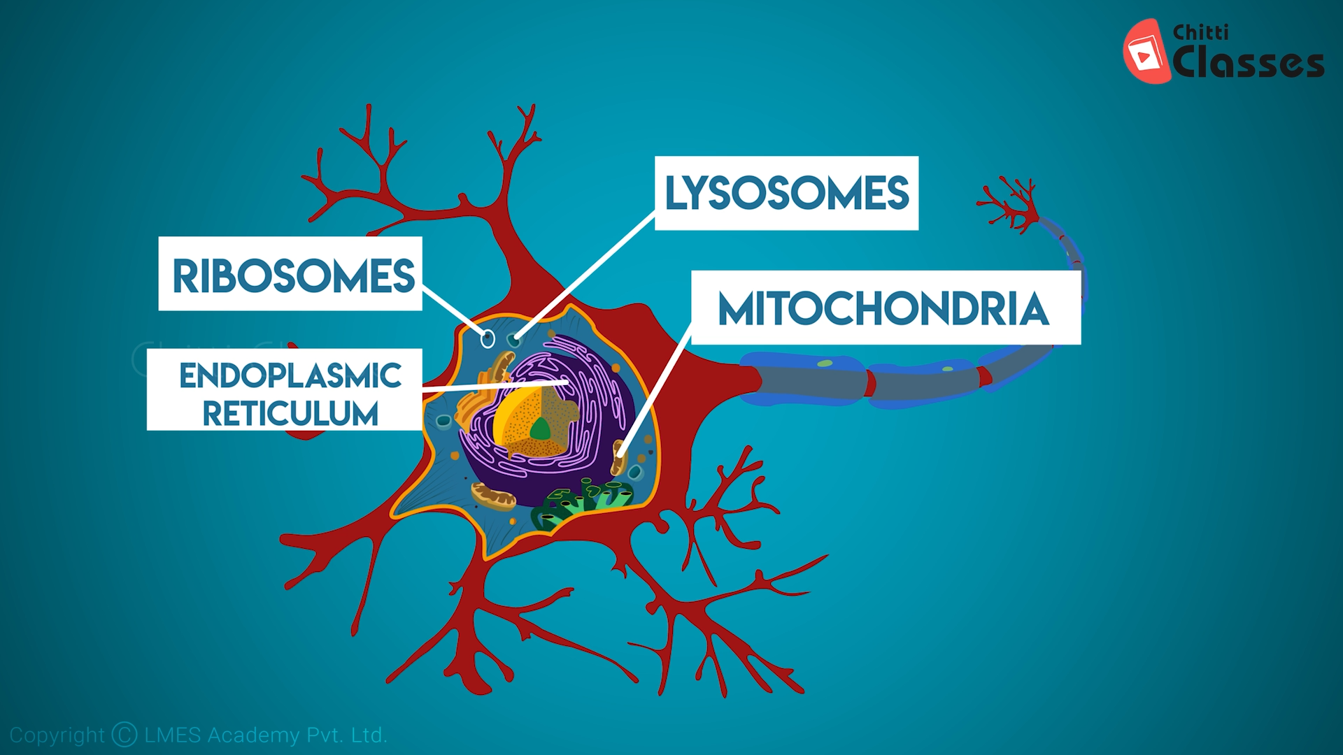 Structure of a Neuron