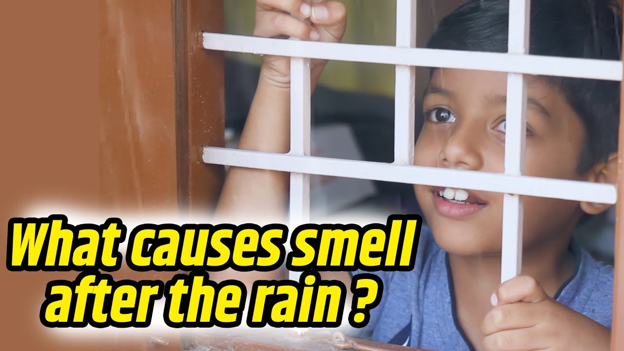 What Causes Smell After the Rain ?