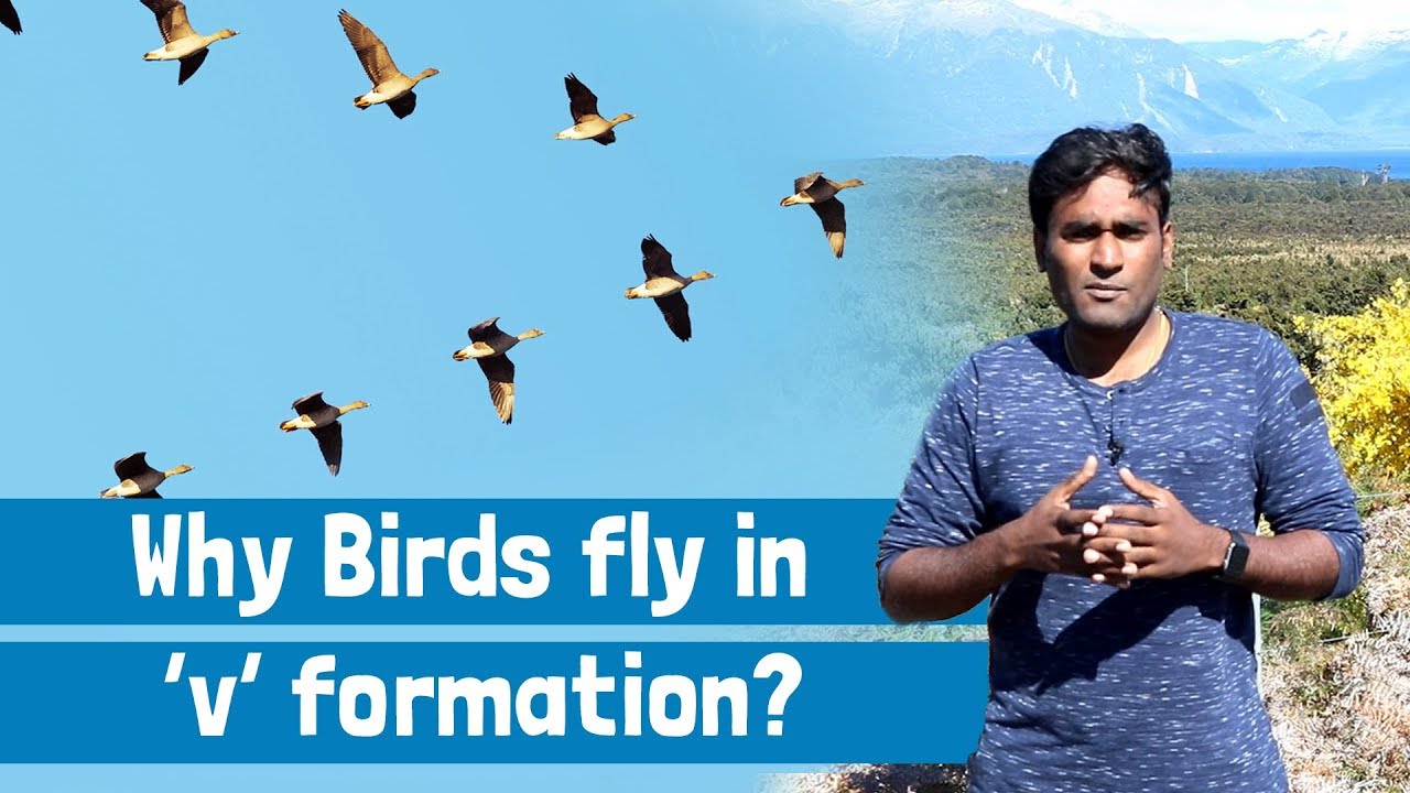 Why Birds Fly In V Shape