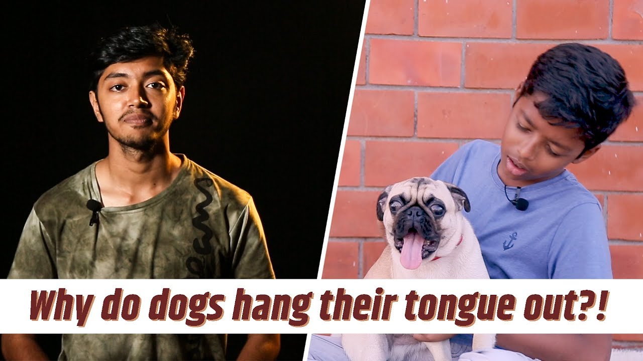 Why Do Dogs Hang Their Tongue Out ?
